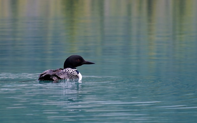 Moosehead Lake, Maine