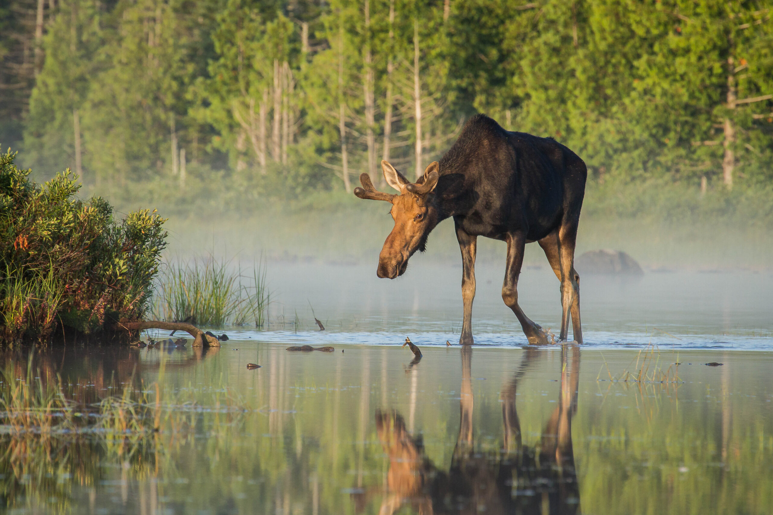 Moose watching in Greenville Maine
