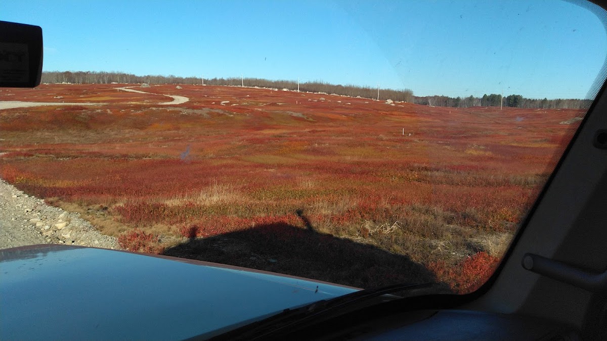 Maine wild blueberry barrens Washington County