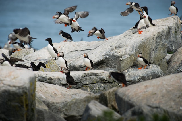 Puffin watching Machias Seal Island Maine