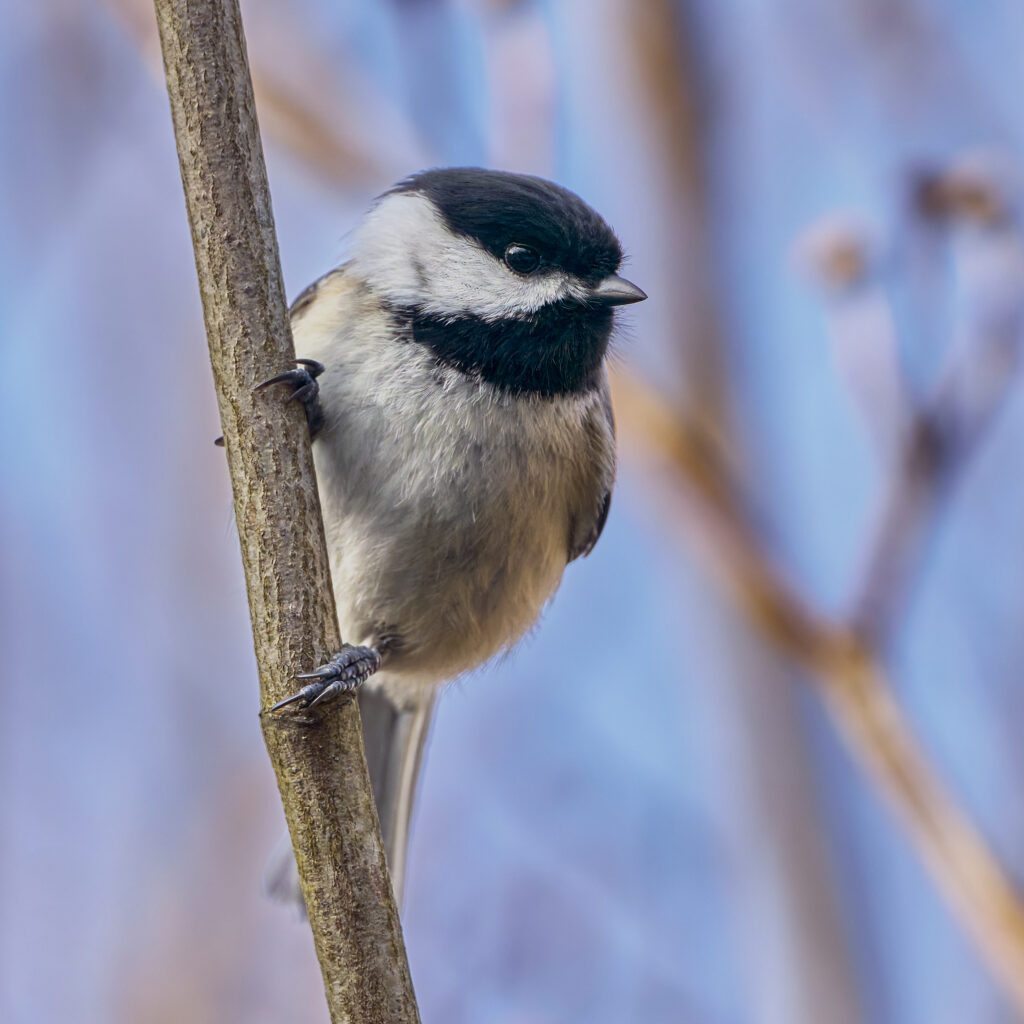 Black-capped chickadee, the Maine state bird