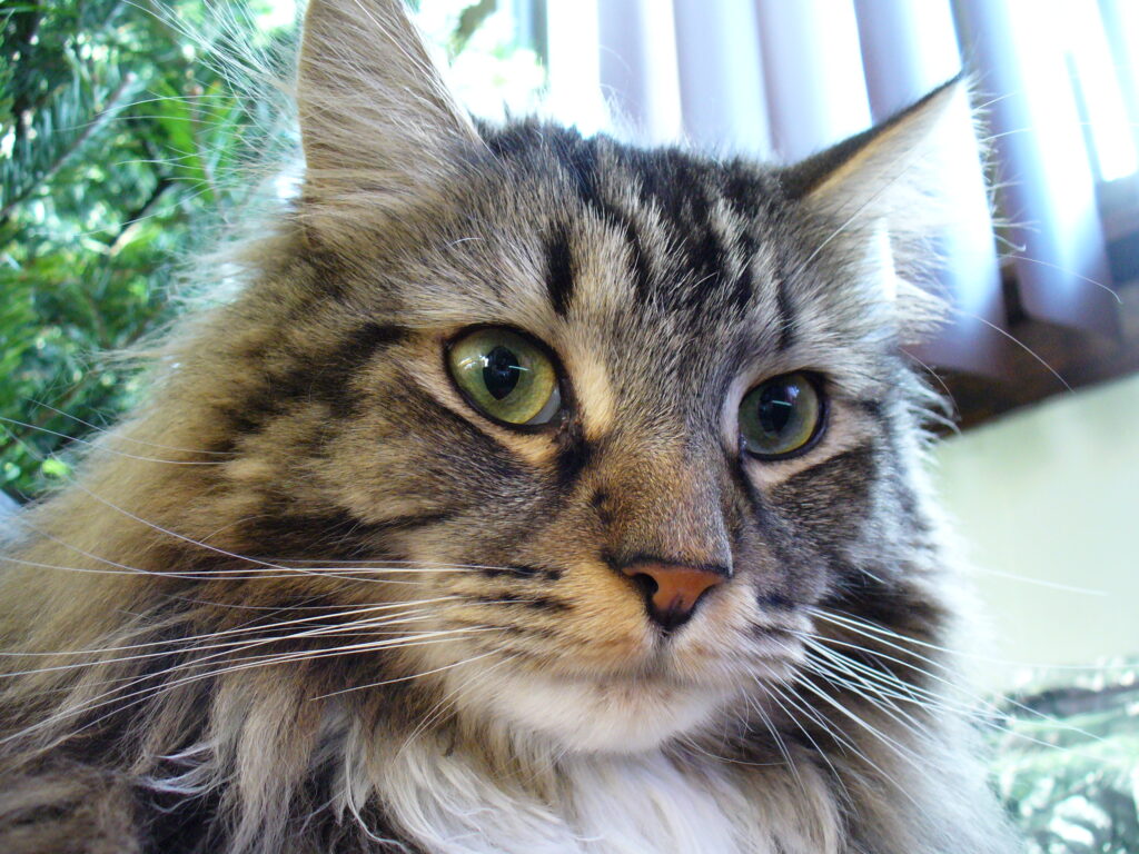 Maine Coon cat, the state cat of Maine
