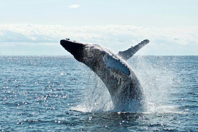 Whale Watching in Maine