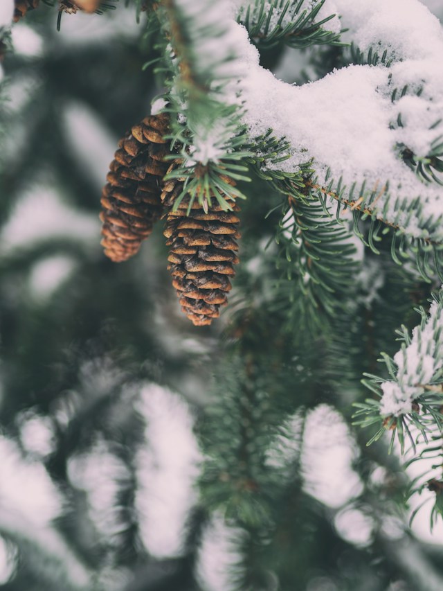 How to prepare for a Maine winter